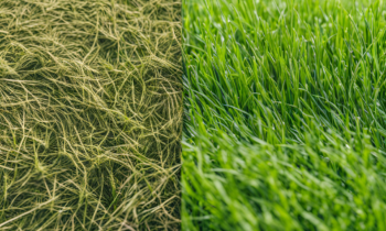 Is the grass greener?